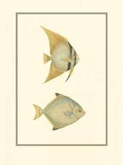 Antique Tropical Fish III