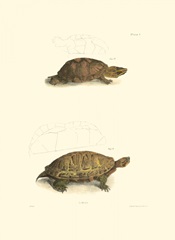 Antique Turtles I