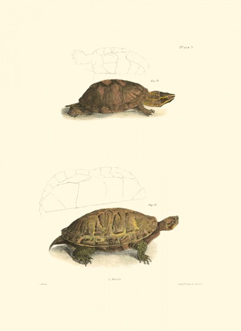 Antique Turtles I