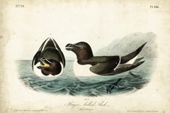 Audubon Razor-billed Auk