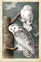 Audubons Snowy Owl