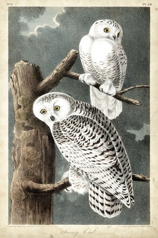 Audubons Snowy Owl