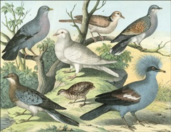 Avian Collection III