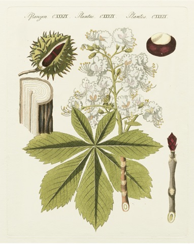 Bertuch Horse Chestnut