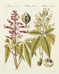 Bertuch Yellow Buckeye