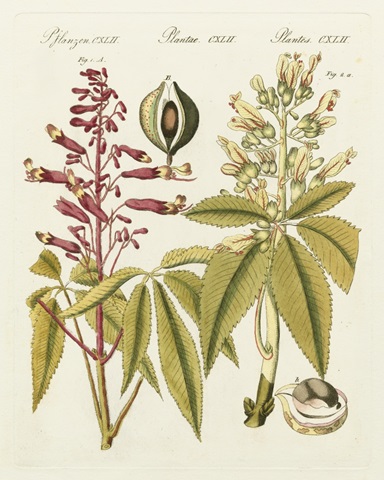 Bertuch Yellow Buckeye