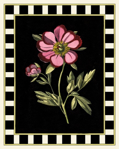 Besler Pink Peony II