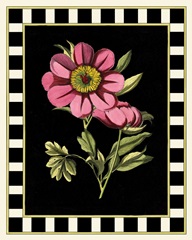 Besler Pink Peony III