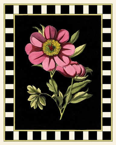 Besler Pink Peony III