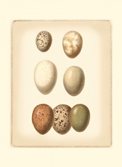 Bird Egg Study II