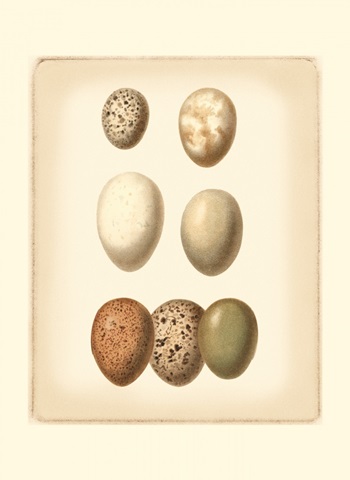 Bird Egg Study II