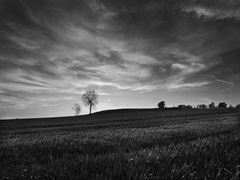 Black & White Sunset