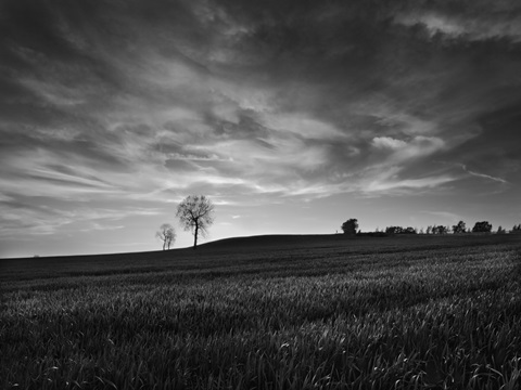 Black & White Sunset