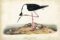 Black Necked Stilt