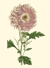 Blushing Blossoms II