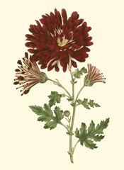 Blushing Blossoms III