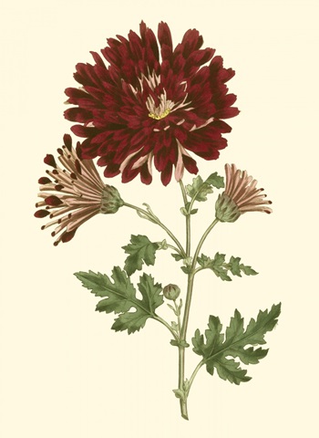 Blushing Blossoms III