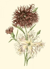 Blushing Blossoms IV