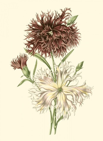 Blushing Blossoms IV