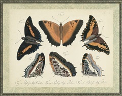 Bookplate Butterflies Trio I