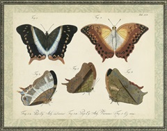 Bookplate Butterflies Trio III