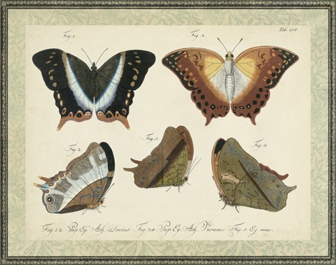 Bookplate Butterflies Trio III