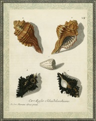 Bookplate Shells I