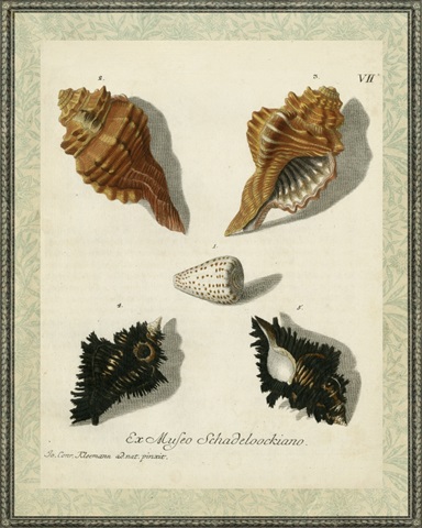 Bookplate Shells I