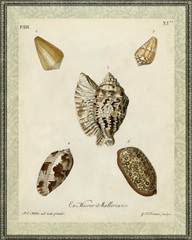 Bookplate Shells II