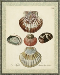 Bookplate Shells III