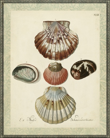 Bookplate Shells III