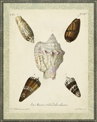 Bookplate Shells IV