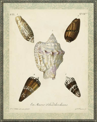 Bookplate Shells IV