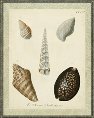 Bookplate Shells IX