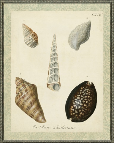 Bookplate Shells IX