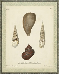Bookplate Shells V