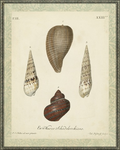 Bookplate Shells V