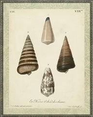 Bookplate Shells VI