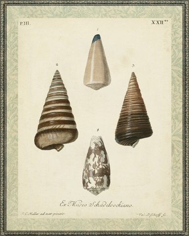 Bookplate Shells VI