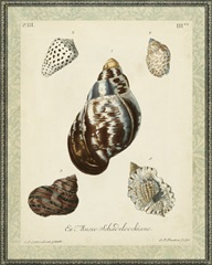 Bookplate Shells VII