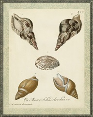 Bookplate Shells VIII