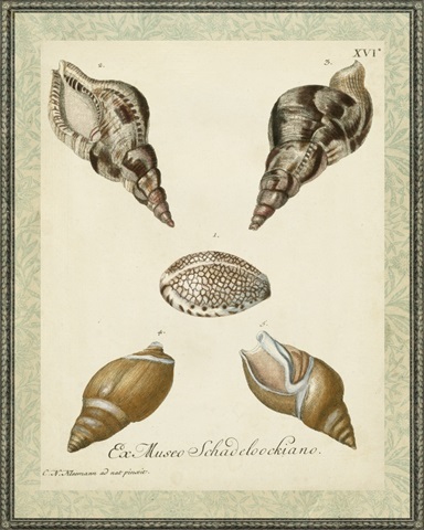 Bookplate Shells VIII