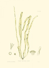 Bradbury Seaweed III