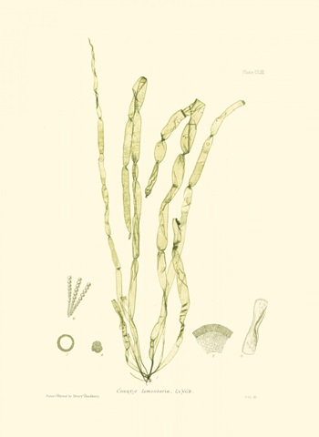 Bradbury Seaweed III