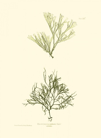 Bradbury Seaweed IV