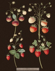 Brookshaw Strawberries