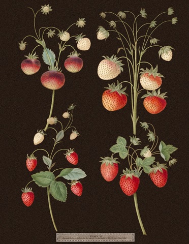 Brookshaw Strawberries