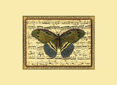 Butterfly Harmony II