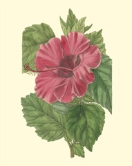 Chinese Rose Mallow