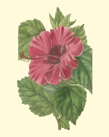 Chinese Rose Mallow
